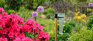 La pluie au jardin en 10 questions